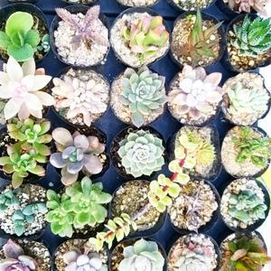 인커피식물카페 다육 12종다육이세트 100종 중복없이랜덤발송공기정화반려식물