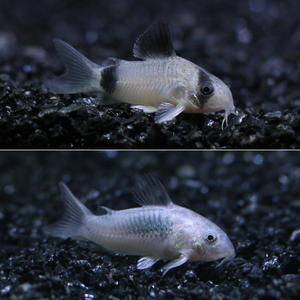 코리도라스 2종세트 [8마리]팬더4/브론즈4 청소부 코리 열대어 관상어 마리아쿠아