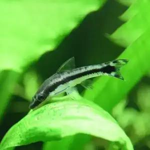 [어항이끼물고기] 수조 이끼 청소 열대어 모음,겨울철 보온포장비 무료!