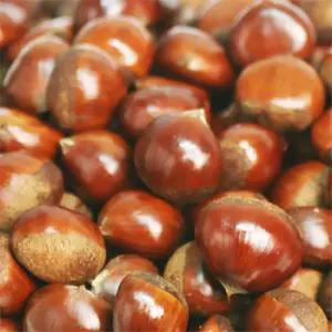 광양 햇밤 3kg(대)