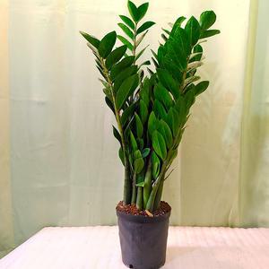 하늘꽃농원 금전수(대) 돈나무