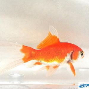 [신세계수족관] 코메트 금붕어 1마리