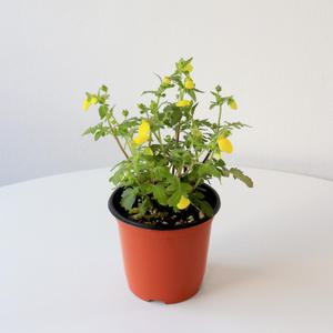 노랑풍선초 소형 모종 복주머니꽃