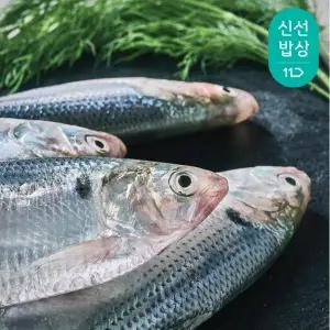 서해안 전어(구이용) 500g
