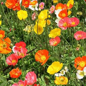 꽃씨앗]꽃양귀비-아이슬란드뽀삐 믹스 /약20g C824