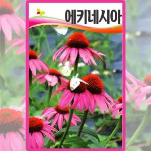 에키네시아 씨앗 100립 에키네시아 다년생 꽃씨 종자