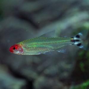 나나아쿠아 열대어 러미노즈 테트라 1마리