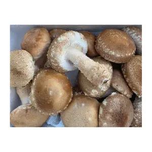 [햇담송] 햇담 송화버섯 중급실속형 500g 1kg 농협납품 이천 무농약 송고버섯