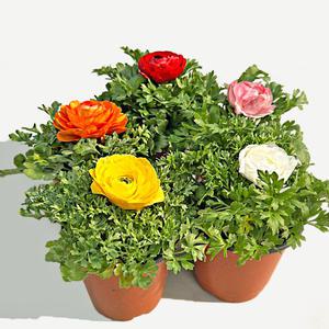 라넌큘러스 소형 꽃모종 화단 화초 키우기 인테리어 공기정화 식물