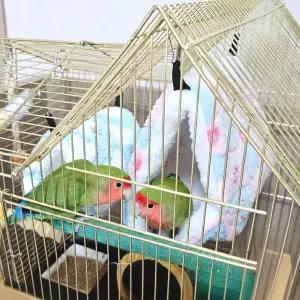 [하프클럽/알티피아]중 앵무새침대 포치 앵무새 하트둥지