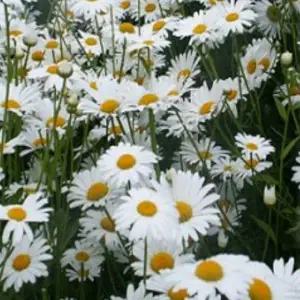 꽃씨앗]샤스타데이지 : 40g C213