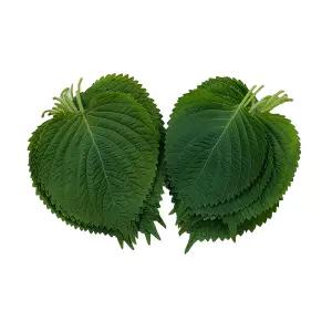 야채이야기 싱싱한 국내산 깻잎 500g