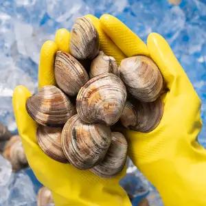 [대한민국농수산] 자연산 백합조개 2kg (일반포장)