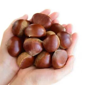 국내산 알밤 생밤 1kg(대) 25년 햇 충남 견과 간식