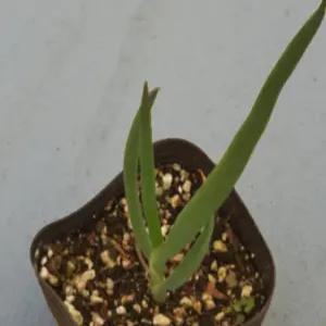 삼동파 주아 토종 삼동 대파 파 모종 층층파 30뿌리