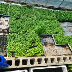 땅두릅씨앗 2만립독활