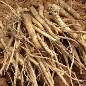 싱싱햇 국산 흙도라지 세척 도라지 생도라지 3kg