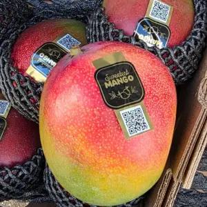 프리미엄 애플망고 특품 항공직송 프리미엄 망고 4kg (8~10과)