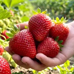 킹스베리 고당도 대과 생딸기 특 400g내외 (10-13과) 산지수확