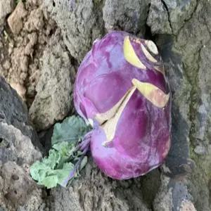 제주도 아삭한 햇 콜리브리 못난이 콜라비 3/5/10kg