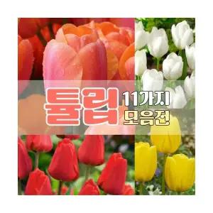 그루담다 튤립 구근 11가지 품종 모음