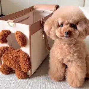 이프런 빼꼼캐리어 이동가방 산책가방 애견가방