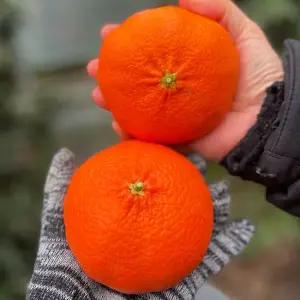 [자연의정] 제주 제철과일 고당도 레드향 특품 10kg