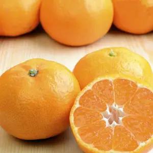 제주 노지감귤 9kg (소과2S)