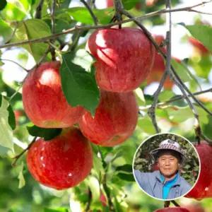 [청송] 경북 청송 부사사과 10kg 33-39과내(대과)