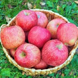 밀양 얼음골사과 3kg / 정품 / 소과 / 12과 내외