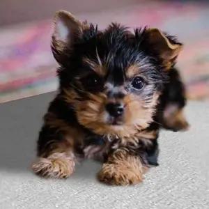 애완동물 알루미늄 패드 L 애견쿨방석 여름방석 WEC9F14