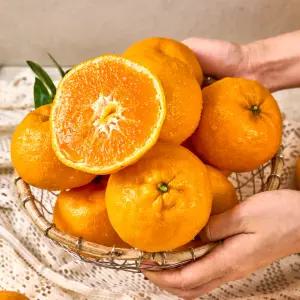 제주 윈터프린스 5kg 25과 내외 신품종 제주감귤 만감류