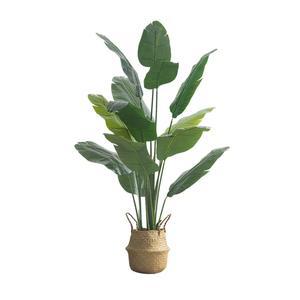 극락조 조화나무 여인초 인테이어 카페 높이 2M 화초 이레카야자 개업