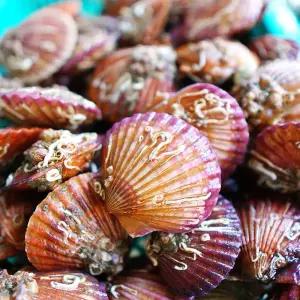 국내산 홍가리비 중대형 5kg 85미내외