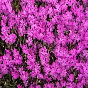 꽃잔디 홍설 30개 포트 (1판)