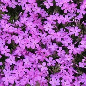 꽃잔디(분홍) 30개 포트 (1판)