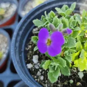 꽃다지 보라꽃 바위꽃다지 다년초 야생화 꽃모종 노지월동 지피식물 C01