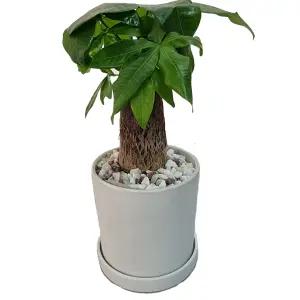 트리앤 외목대파키라 빈티지 화이트 가벼운 공기정화식물 미세먼지제거 실내화분
