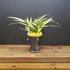 황금일향금 럭셔리형 꽃선물 동양란 영전 승진 개업 이전 이사 어버이날 스승의날 감사 당일배송