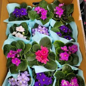 바이올렛 색상랜덤 실내인테리어식물 공기정화화분 반려화분 A06