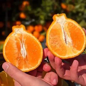 [500g서비스] 제주 고당도 프리미엄 한라봉 특대과 2kg+500g 9과 내외