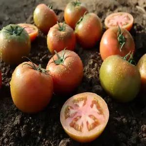 [품질보증] 직접농사지은 국내산 완숙 찰 토마토 5kg 주스용