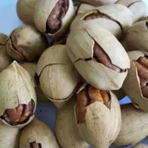 묘목/피칸(페칸)나무 (콜비) 접목 2년포트묘 KJ2307