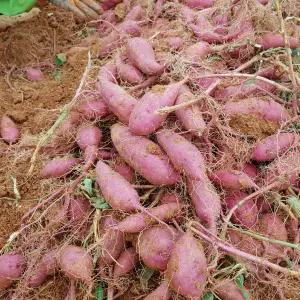 매일itM 해남 호박고구마 비세척/10kg/한입(개당 20g~50g내외)