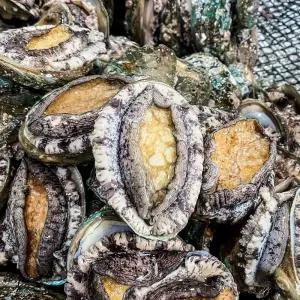 (1kg)(9-11미) 완도 전복 선물세트/활전복/기삼/완도맘/손질/키트/바다/마을/라면/자연산/기력/회복/자연식