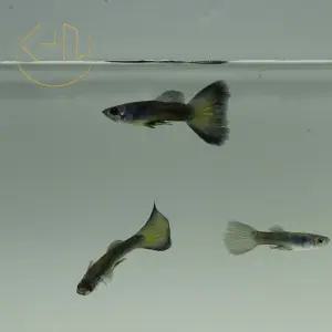 모스크 블루 구피 (관상어, 열대어, 구피)