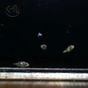 인디언 복어 미니 복어 (관상어, 열대어)