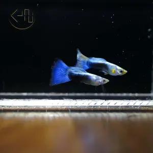네온 블루 구피 (관상어, 열대어)