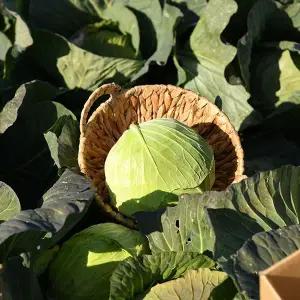 [NS홈쇼핑]제주 유기농 양배추 6kg[35137552]