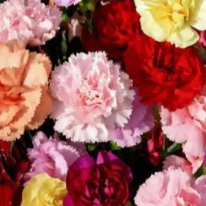 꽃씨앗/카네이션-비엔나 믹스 : 약 40립 C670